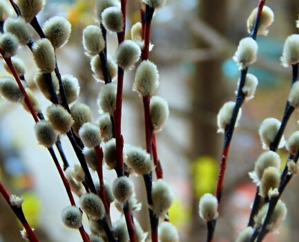 График освящения вербы